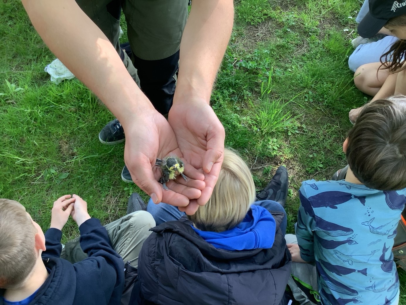 Beringung von Jungvoegeln auf dem Gelaende des FSG 2